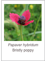 ￼Papaver hybridum
Bristly poppy