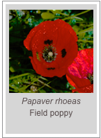 ￼Papaver rhoeas
Field poppy