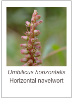 ￼Umbilicus horizontalis 
Horizontal navelwort
