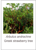 ￼Arbutus andrachne
Greek strawberry tree