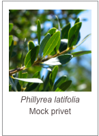 ￼Phillyrea latifolia
Mock privet