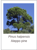 ￼Pinus halpensis
Aleppo pine