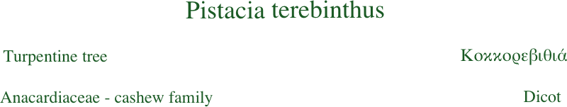 Pistacia terebinthus

Turpentine tree                                                                                   Κοκκορεβιθιά
Anacardiaceae - cashew family                                                                         Dicot