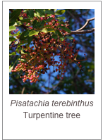 ￼Pisatachia terebinthus
Turpentine tree