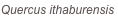 shapeimage_2_link_0