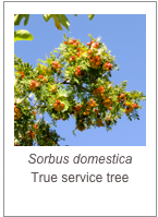 ￼Sorbus domestica
True service tree