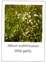 ￼Allium subhirsutum 
Wild garlic