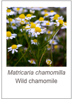 ￼Matricaria chamomilla
Wild chamomile