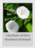 ￼Calystegia silvatica
Woodland bindweed