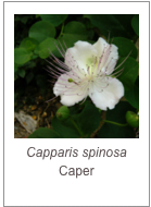 ￼Capparis spinosa Caper