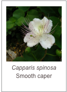 ￼Capparis spinosa
Smooth caper