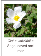 ￼Cistus salviifolius Sage-leaved rock rose