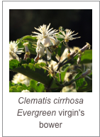 ￼Clematis cirrhosa
Evergreen virgin's bower