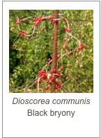 ￼Dioscorea communis
Black bryony