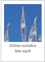 ￼Drimia numidica
Sea squill