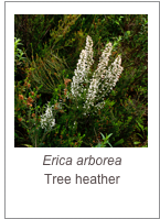 ￼Erica arborea
Tree heather