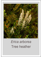 ￼Erica arborea
Tree heather