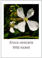 ￼Eruca vesicaria
Wild rocket