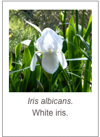 ￼Iris albicans.
White iris.