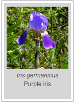 ￼Iris germanicus
Purple iris
