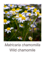 ￼Matricaria chamomilla
Wild chamomile