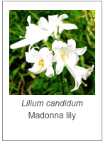 ￼Lilium candidum
Madonna lily