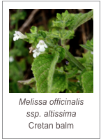 ￼Melissa officinalis
ssp. altissima
Cretan balm