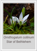 ￼Ornithogalum collinum
Star of Bethlehem