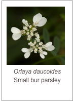 ￼Orlaya daucoides
Small bur parsley