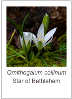 ￼Ornithogalum collinum
Star of Bethlehem
