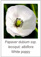￼Papaver dubium ssp. lecoquii; albiflora
White poppy
