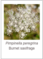 ￼Pimpinella peregrina
Burnet saxifrage