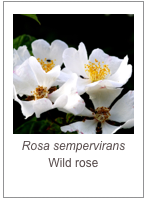 ￼Rosa sempervirans
Wild rose