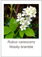 ￼Rubus canescens
Woolly bramble