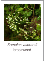 ￼Samolus valerandi
brookweed
