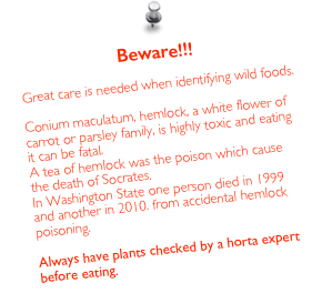 Beware!!!

Great care is needed when identifying wild foods.

Conium maculatum, hemlock, a white flower of carrot or parsley family, is highly toxic and eating it can be fatal.
A tea of hemlock was the poison which cause the death of Socrates. 
In Washington State one person died in 1999 and another in 2010. from accidental hemlock poisoning.

Always have plants checked by a horta expert before eating.