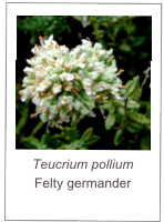 ￼Teucrium pollium
Felty germander