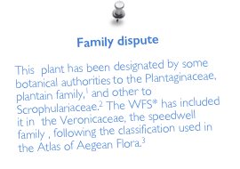 Family dispute

This  plant has been designated by some botanical authorities to the Plantaginaceae, plantain family,1 and other to Scrophulariaceae.2 The WFS* has included it in  the Veronicaceae, the speedwell family , following the classification used in the Atlas of Aegean Flora.3