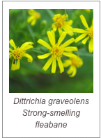￼Dittrichia graveolens
Strong-smelling fleabane