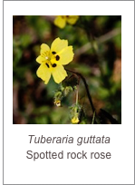 ￼Tuberaria guttata
Spotted rock rose
