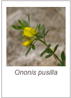 ￼Ononis pusilla 
