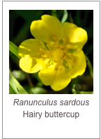 ￼Ranunculus sardous
Hairy buttercup
