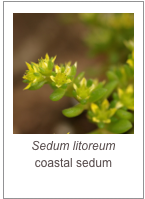 ￼Sedum litoreum
coastal sedum