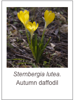 ￼Sternbergia lutea.
Autumn daffodil