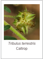 ￼Tribulus terrestris
Caltrop
