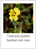 ￼Tuberaria guttata
Spotted rock rose

