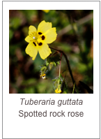 ￼Tuberaria guttata
Spotted rock rose
