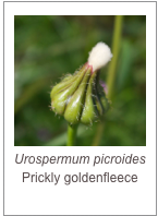 ￼Urospermum picroides
Prickly goldenfleece